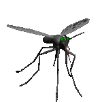 mosquito