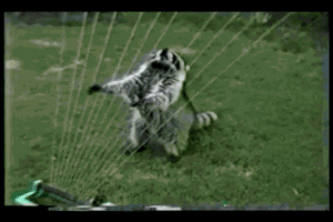 sprinkler with raccon