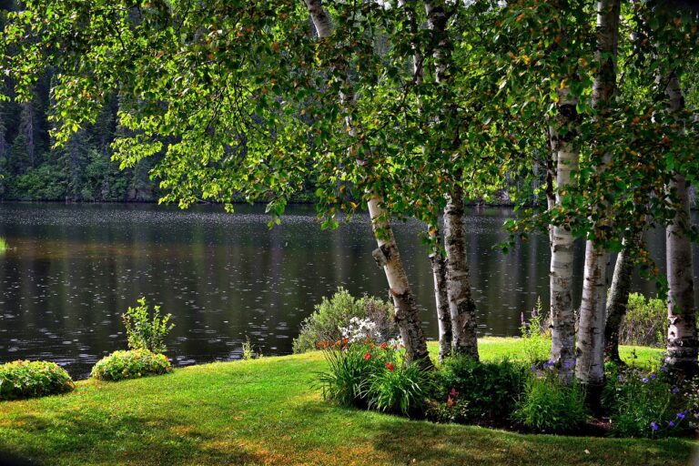 landscape, birch, trees, lawn reviews