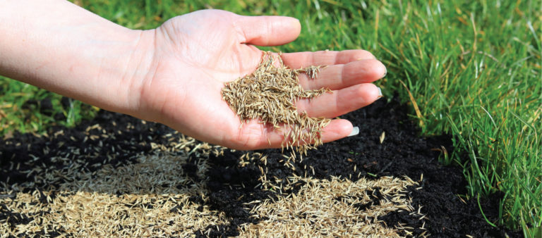 hand with seed for lawn