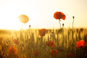 lawn poppies
