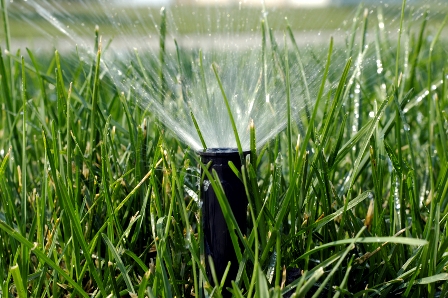 Sprinkler head