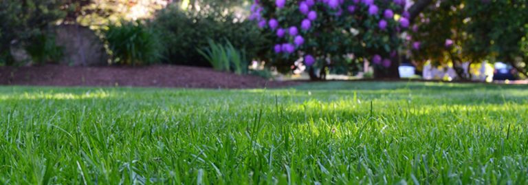 lawn foundation, low-maintenance
