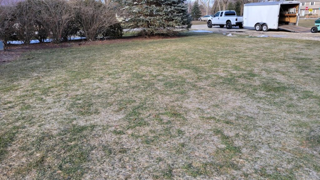 snow mold