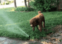 dog with water