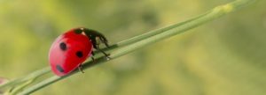 lady bug