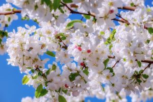 blossom, apple blossom, fruit tree-4138763.jpg