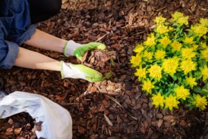 mulching