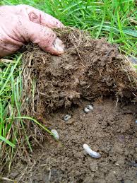 Grubs
