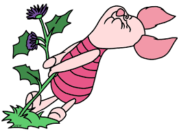 piglet pulling weeds