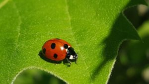 ladybug, 7-spot lady beetle, ladybird-1391741.jpg