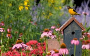 bird house