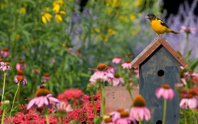 bird house
