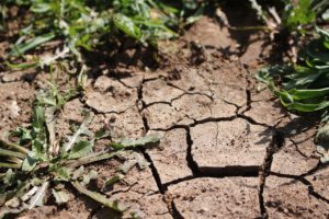 dry soil