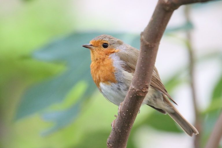 robin, bird, animal-8194367.jpg