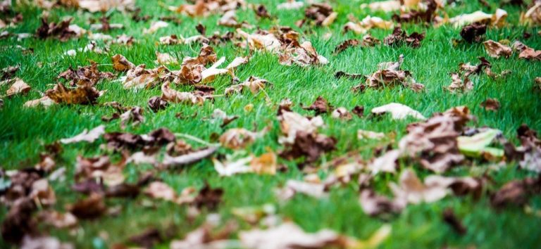 fall lawn