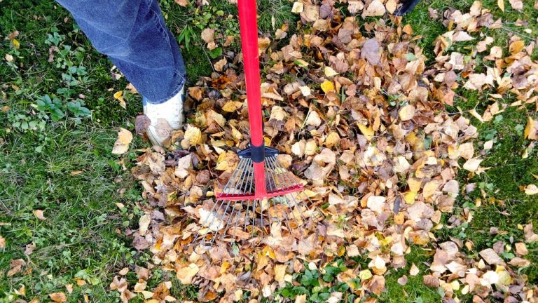 raking-fall-autumn-rake-leaf-2756006