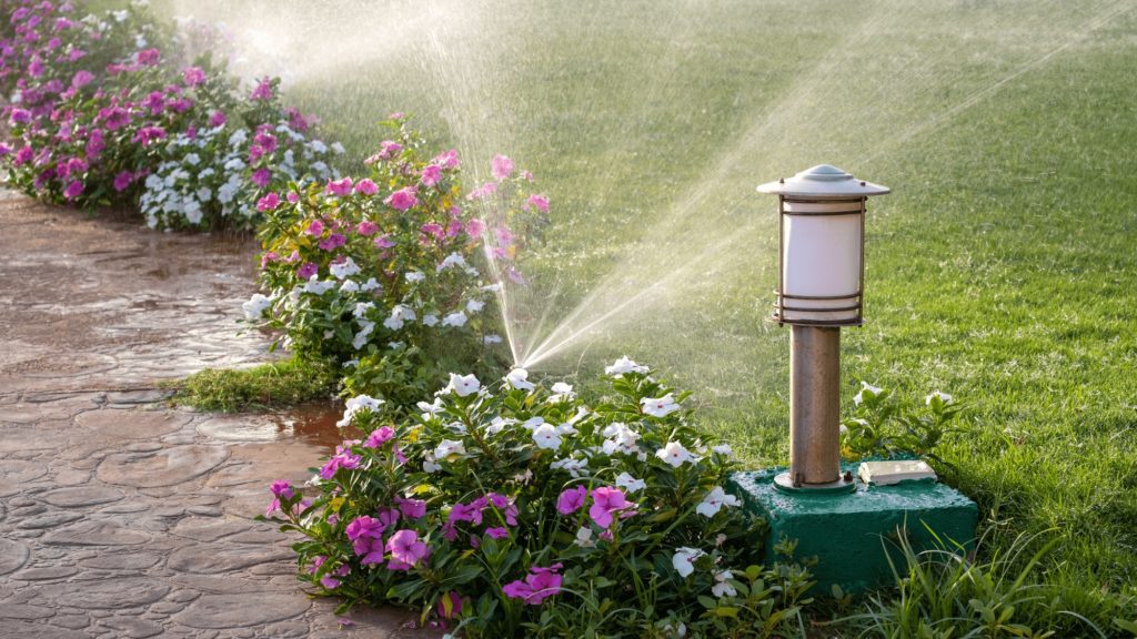 watering, lawns water-efficient lawn