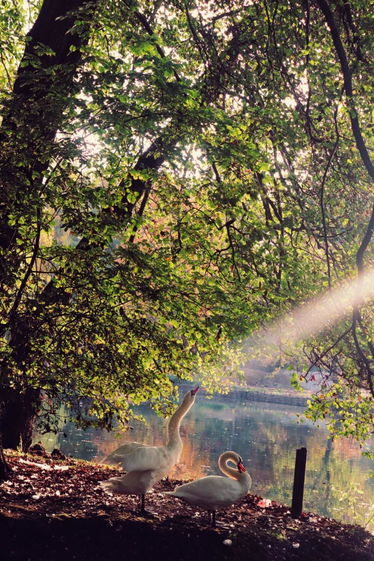 swan-on-the-riverbank-stretching-its-neck-to-a-ray-of-sunlight-breaking-through-the-tree-branches-19422011-scaled.jpg