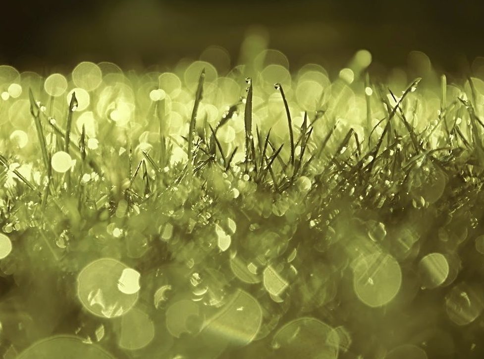 Lawn care, lawn maintenance, lombard, IL, grass, dew, dewdrop-4468766.jpg