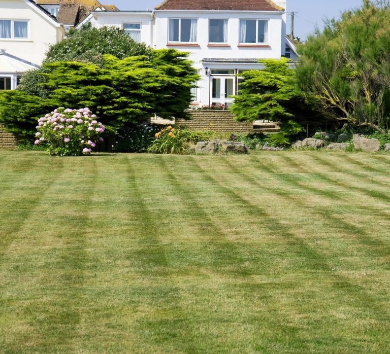 grass, lawn, green-220465.jpg