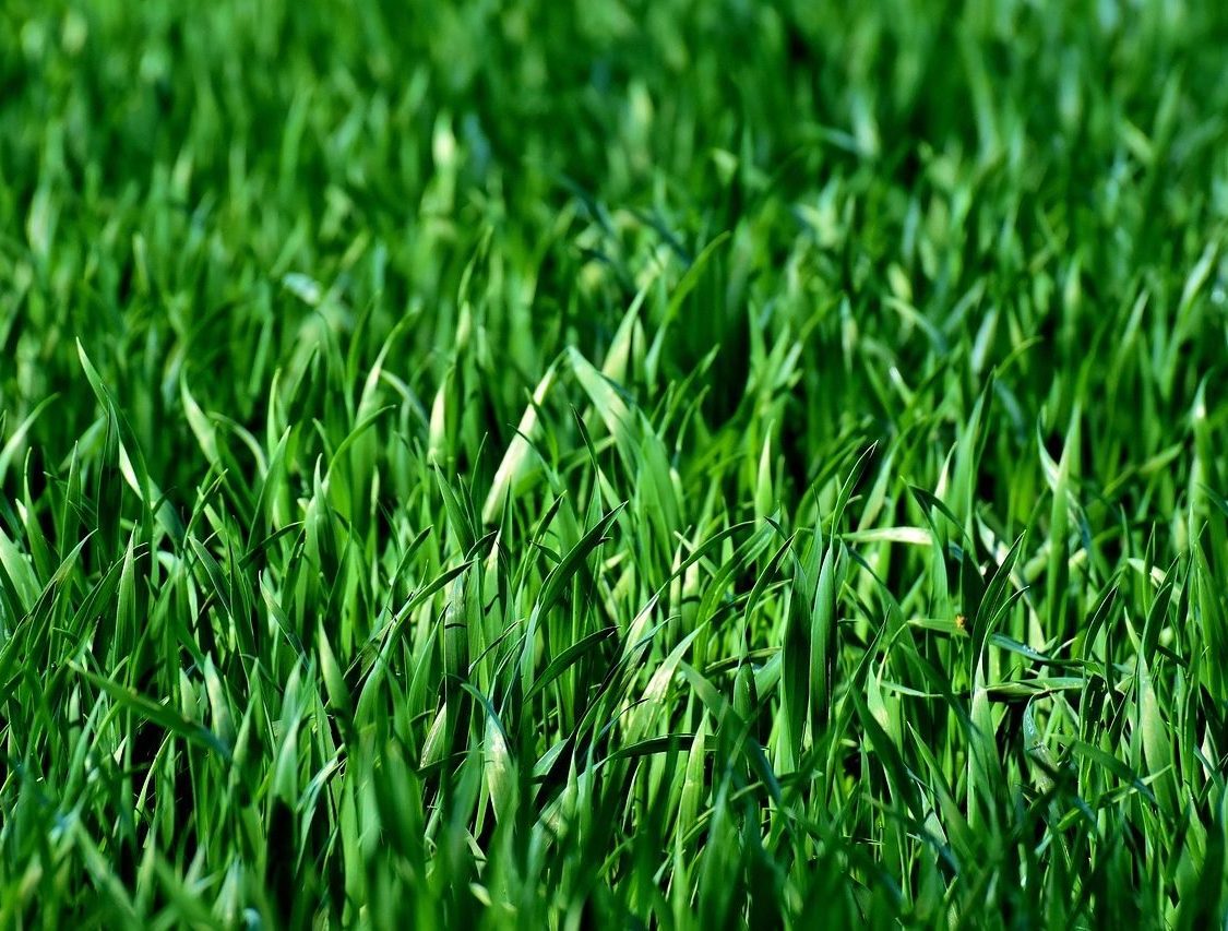 meadow, field, grass-3375052.jpg