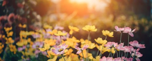 background-1587514_1920 fields of flowers